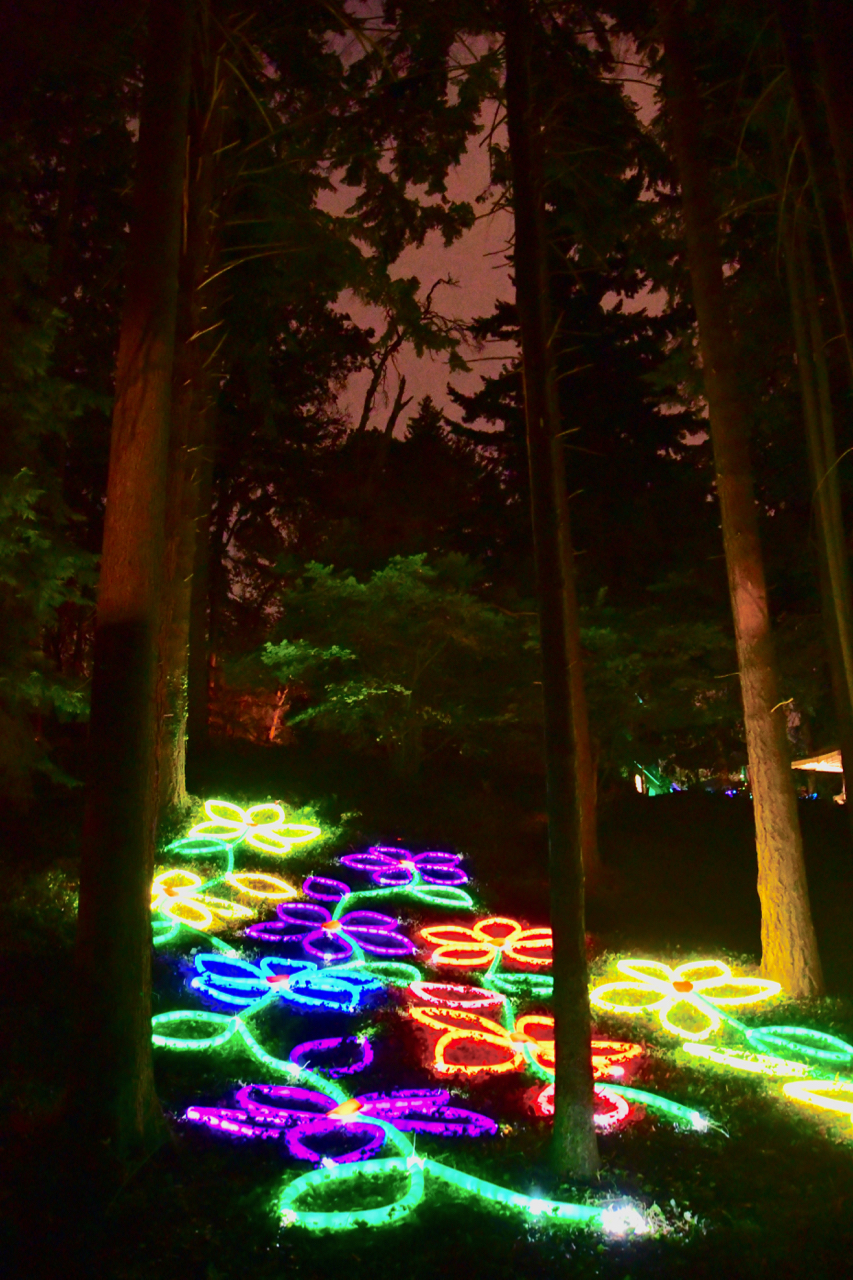Illuminated Vines