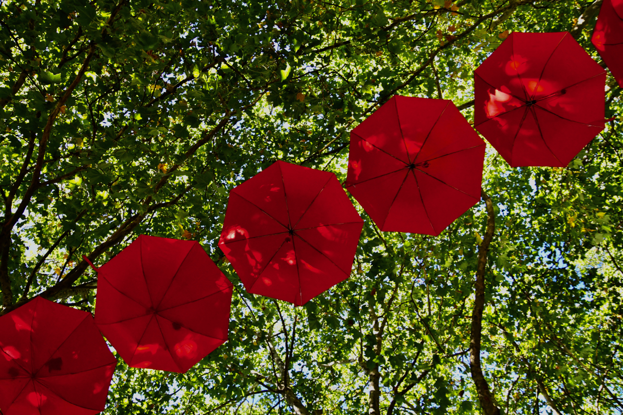 Bumbershoots (umbrellas) were only decorative in the trees. Photo by Patrick Robinson