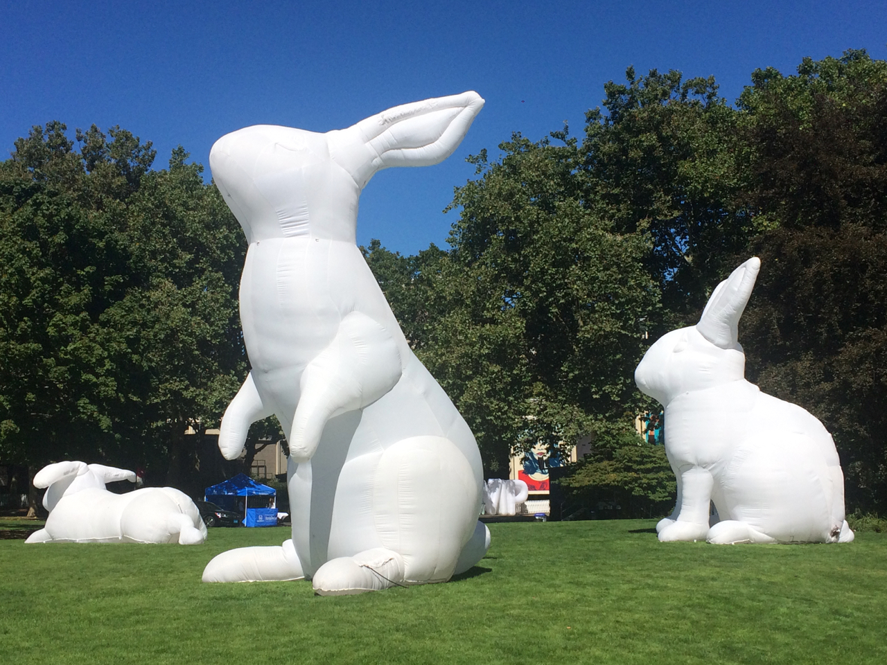 The bunnies seemed to multiply. Photo by Kimberly Robinson