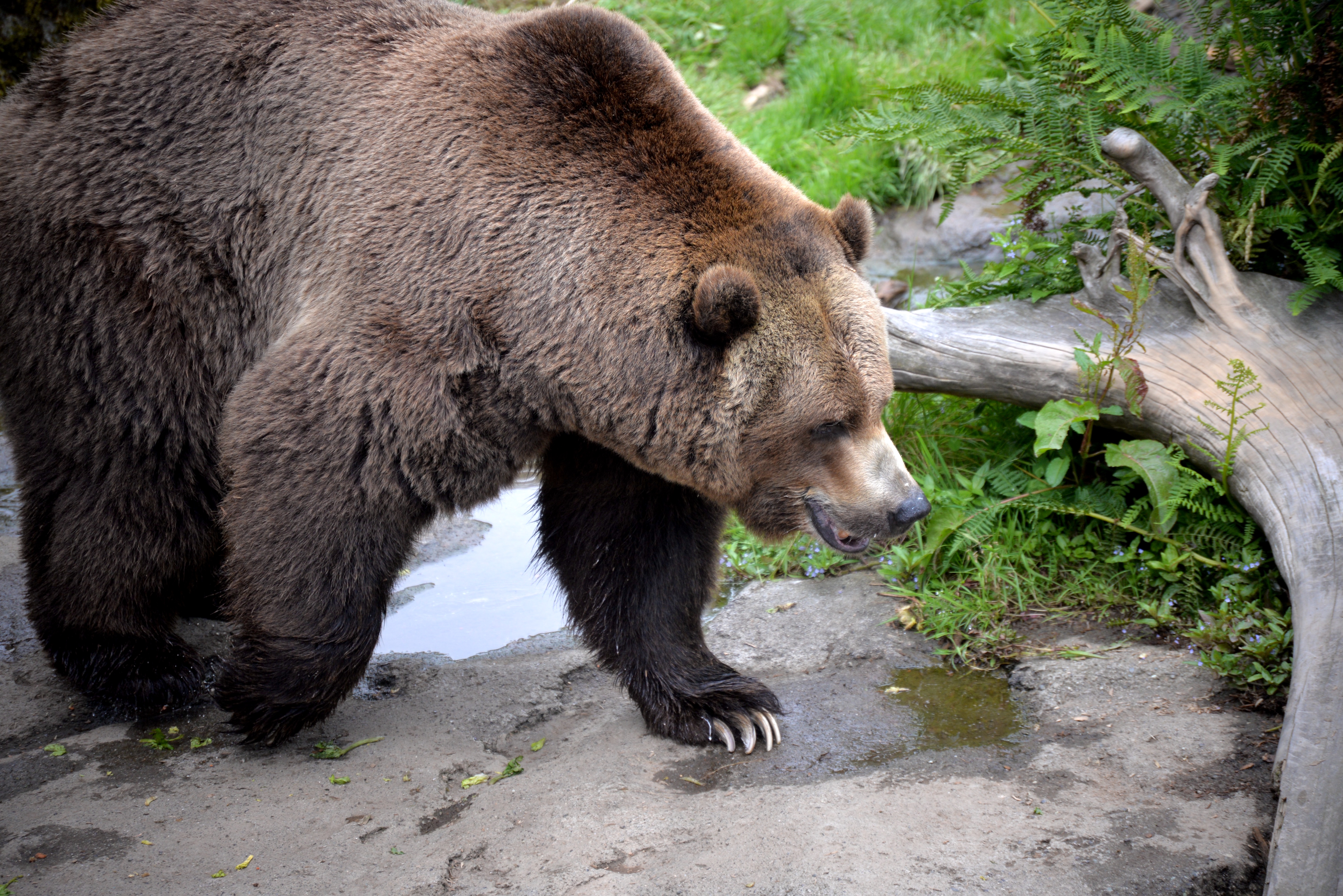 Brown bears are part of the Northern Trail exhibit