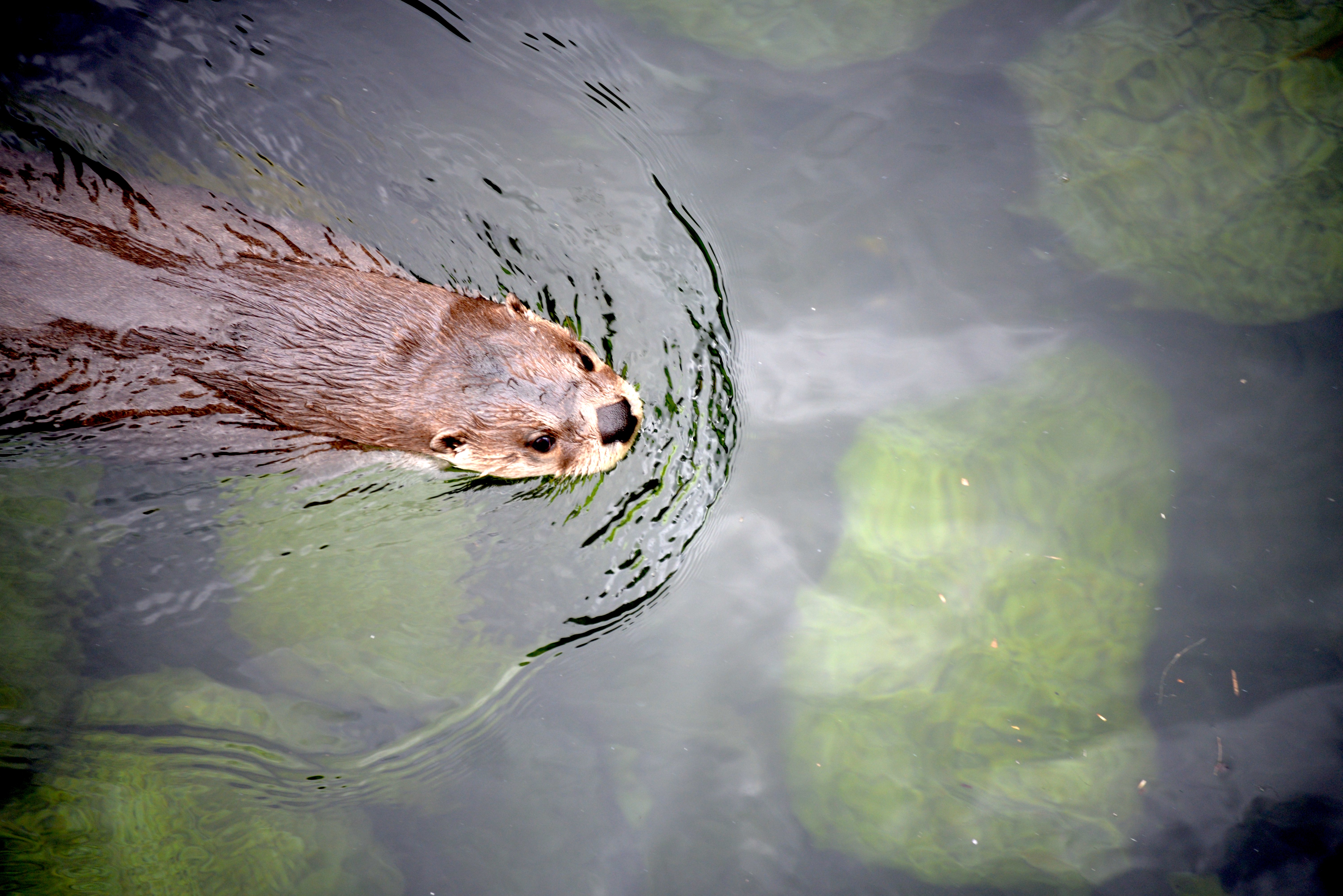 Otters swim near the mountain goat exhibit 