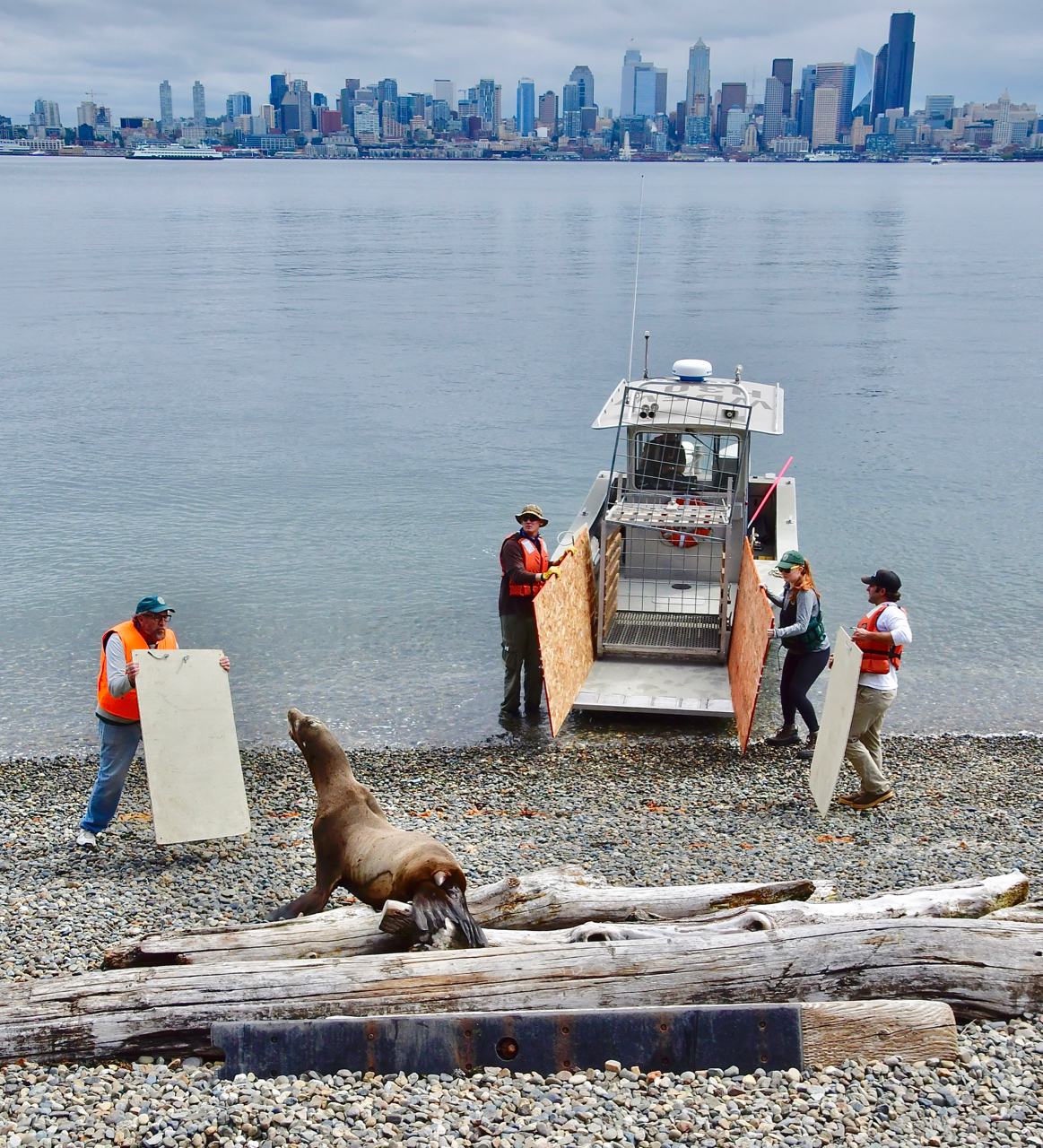 sea lion removal from beach at Seacrest Park