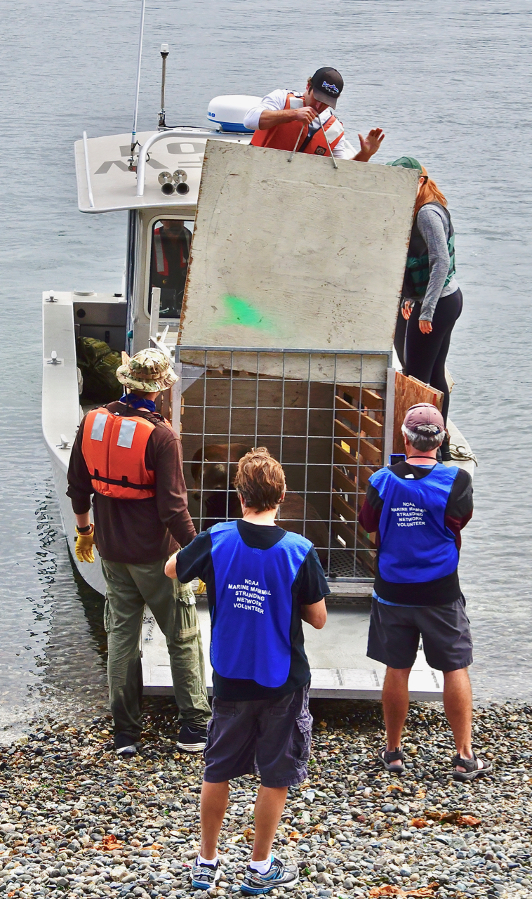 sea lion removal from beach at Seacrest Park