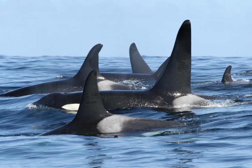 orcas