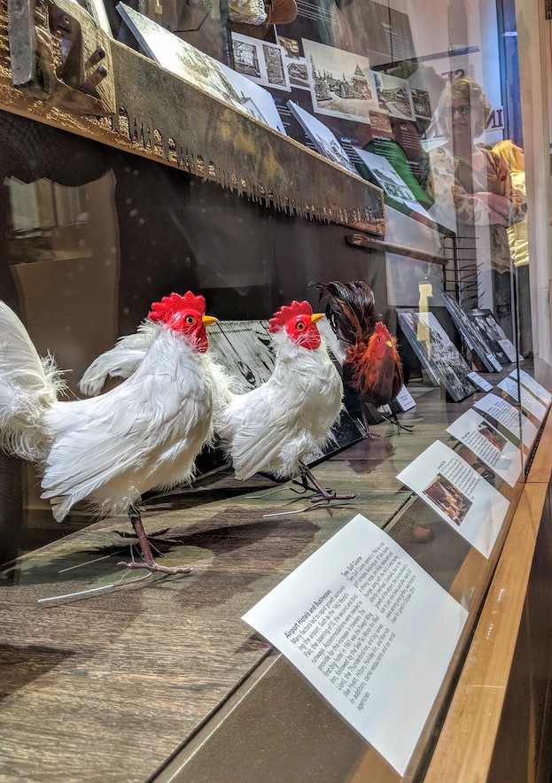 Egg-actly: These white egg laying chickens are part of the display of the rural nature of Burien at the Highline Heritage Museum.