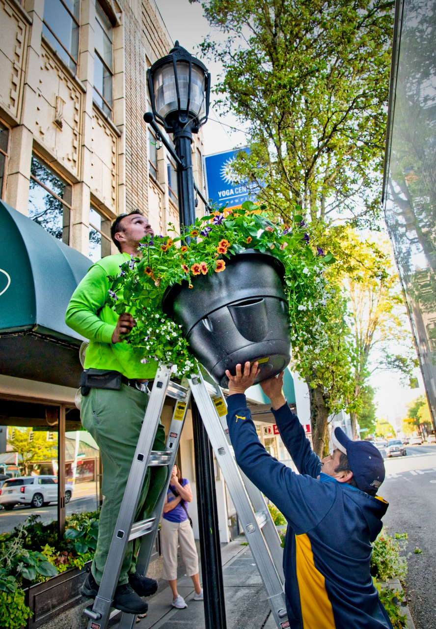 West Seattle Junction Adopt a Basket blooms again