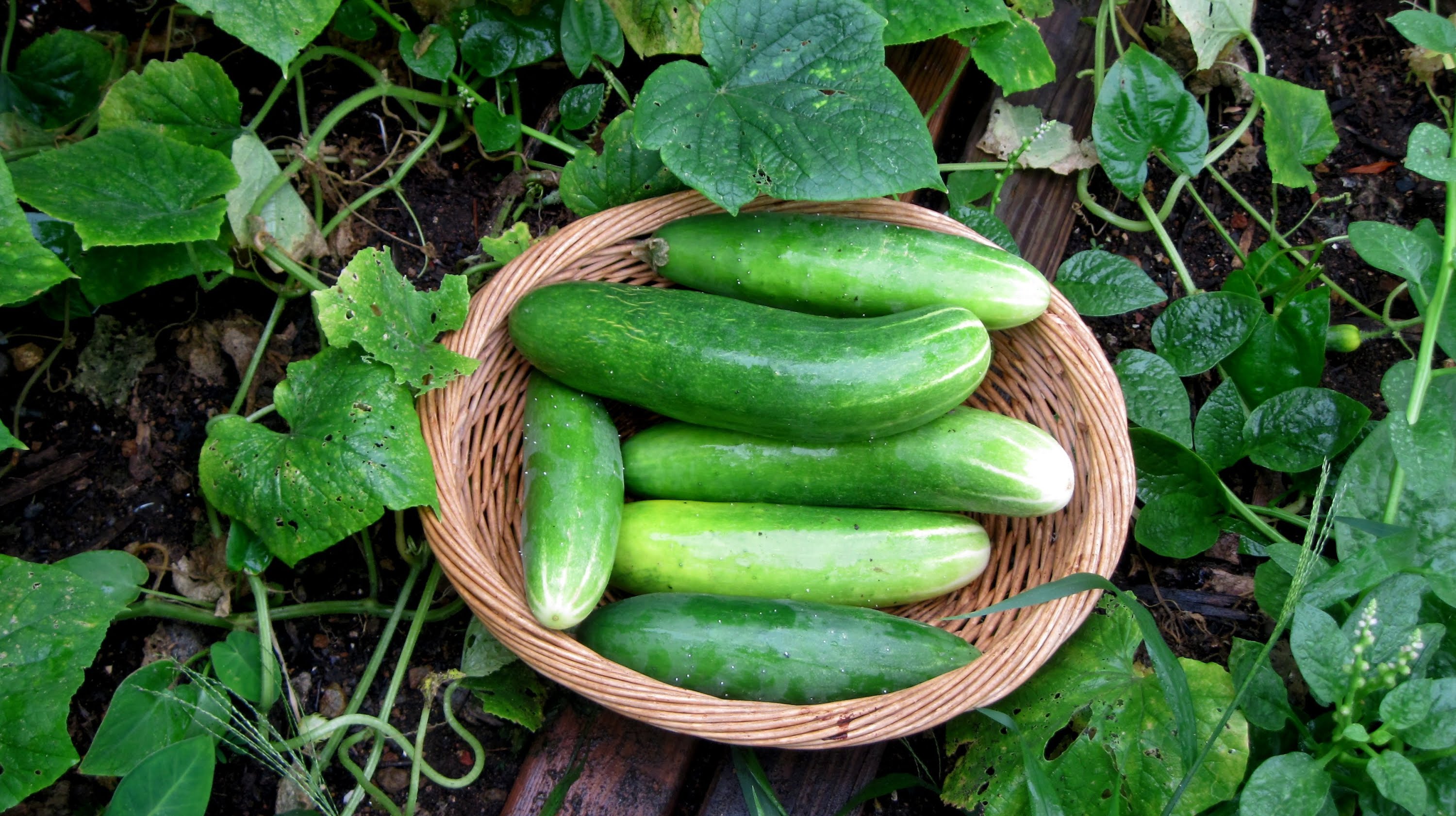 You Are What You Eat Hot Weather Makes For Cool Cucumbers