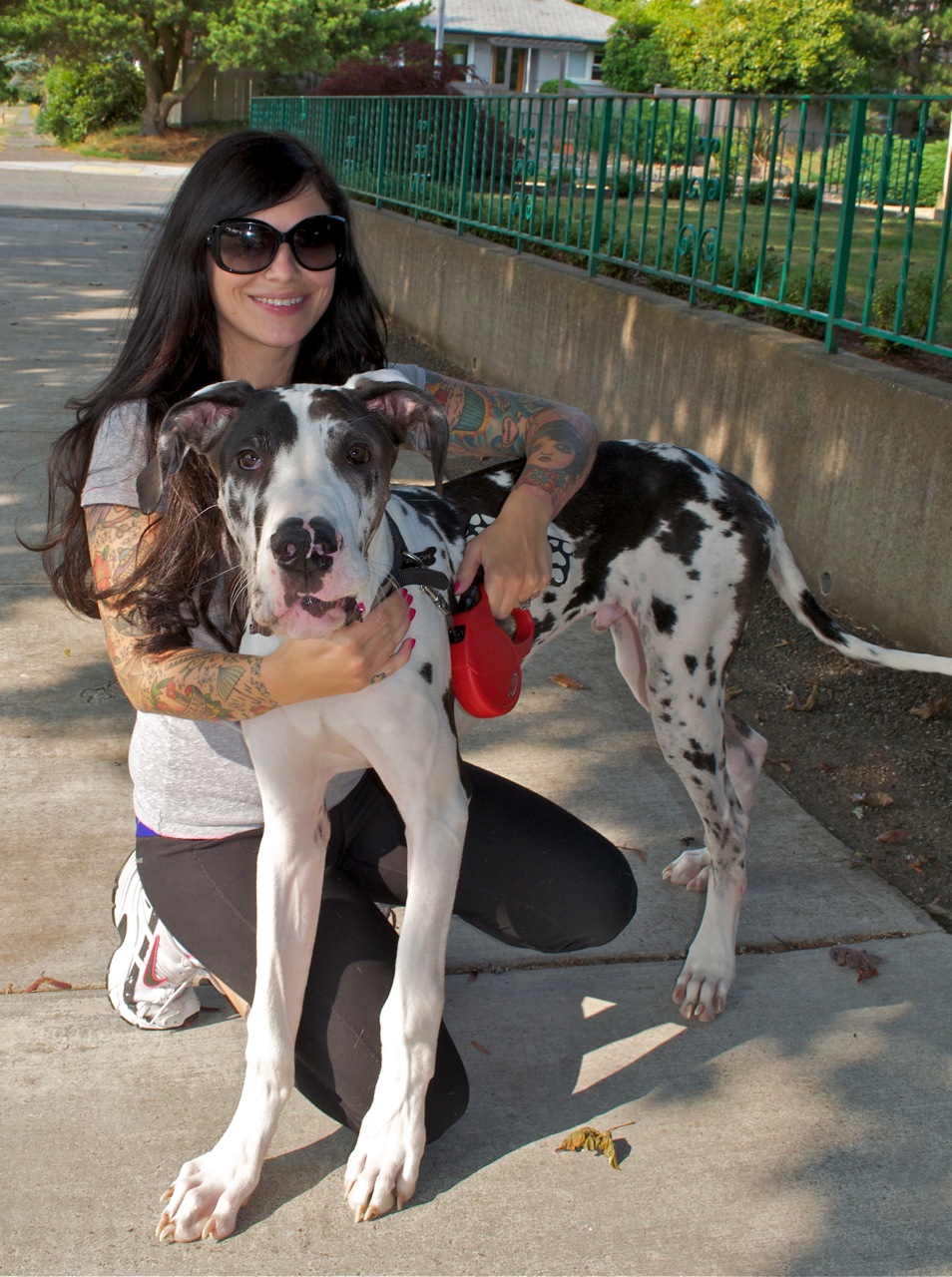 great dane lap dog