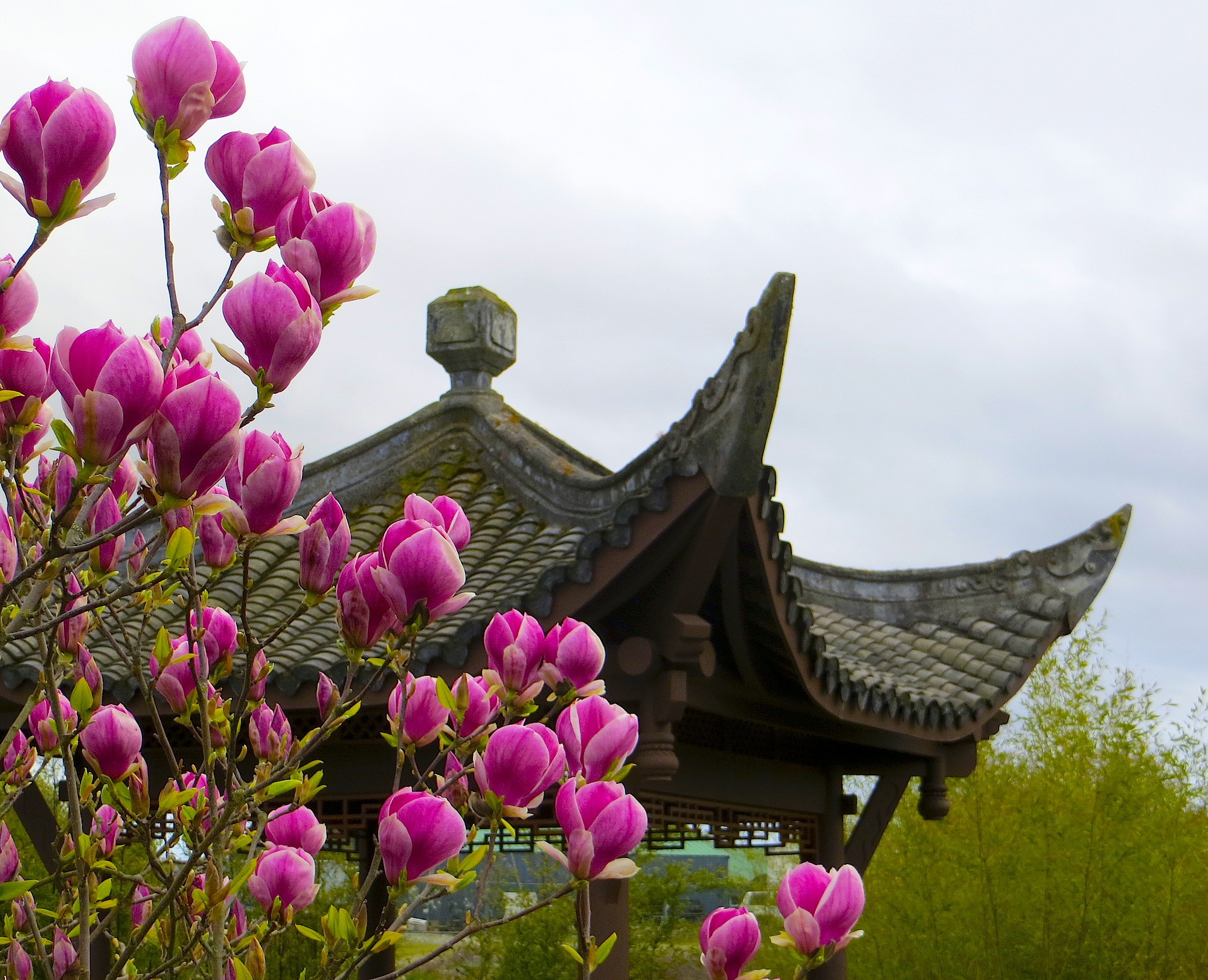 Seattle Chinese Garden Announces New Season Hours Westside Seattle