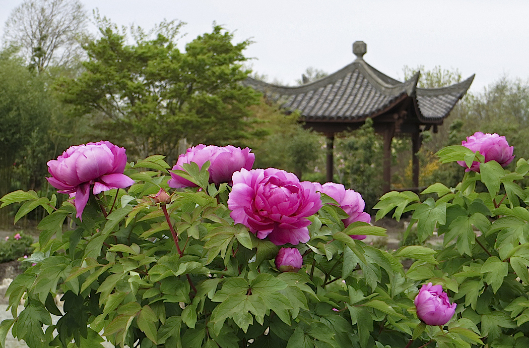 Seattle Chinese Garden 2015 Peony And Bamboo Festival Set For