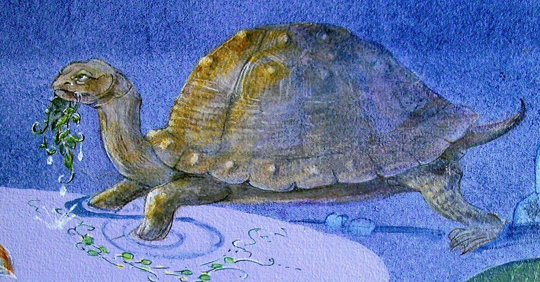 tortise