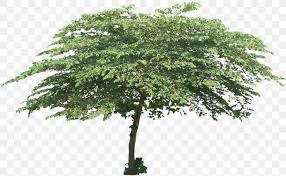 Cerisa Tree