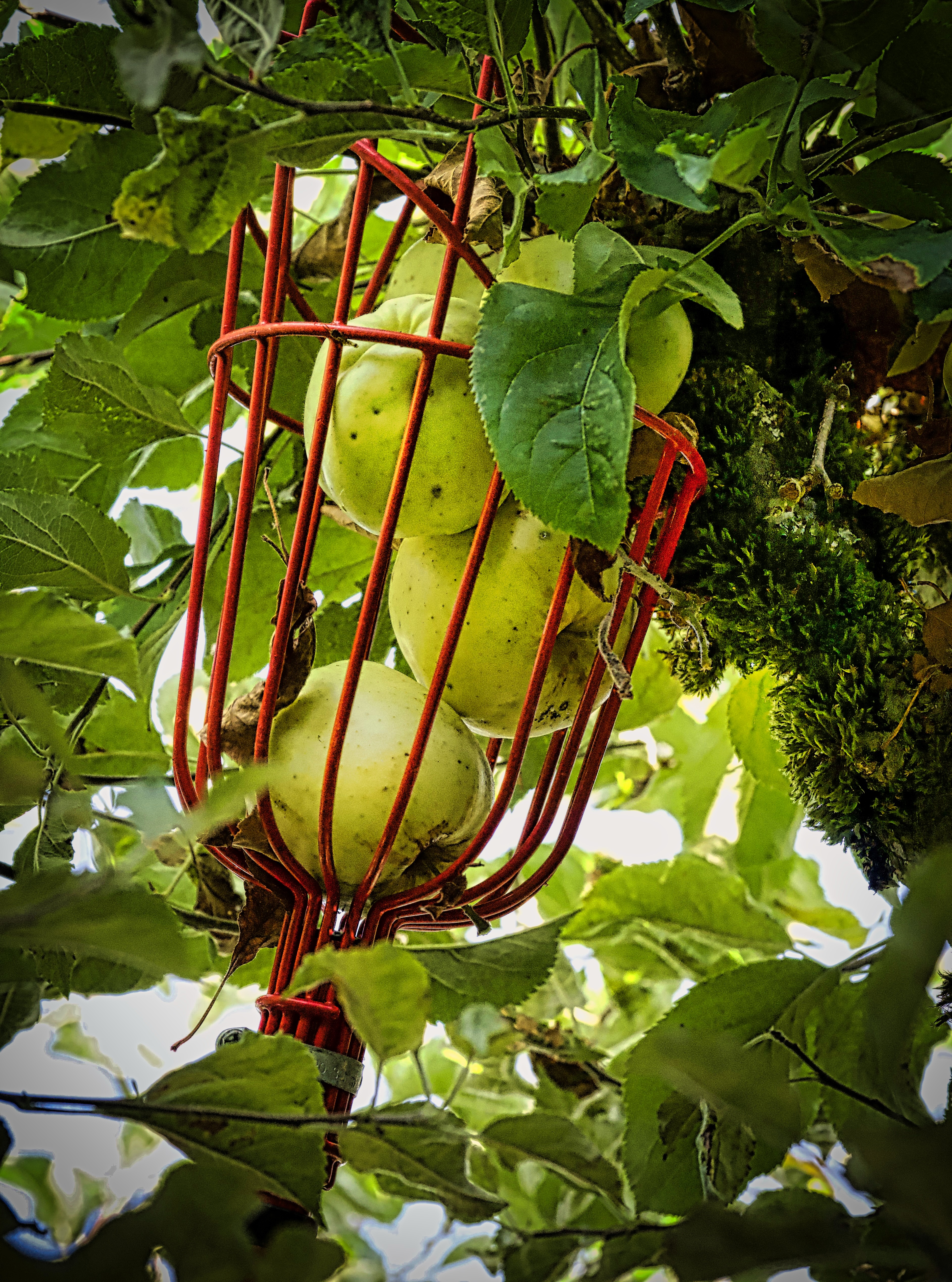 Fruit basket tool