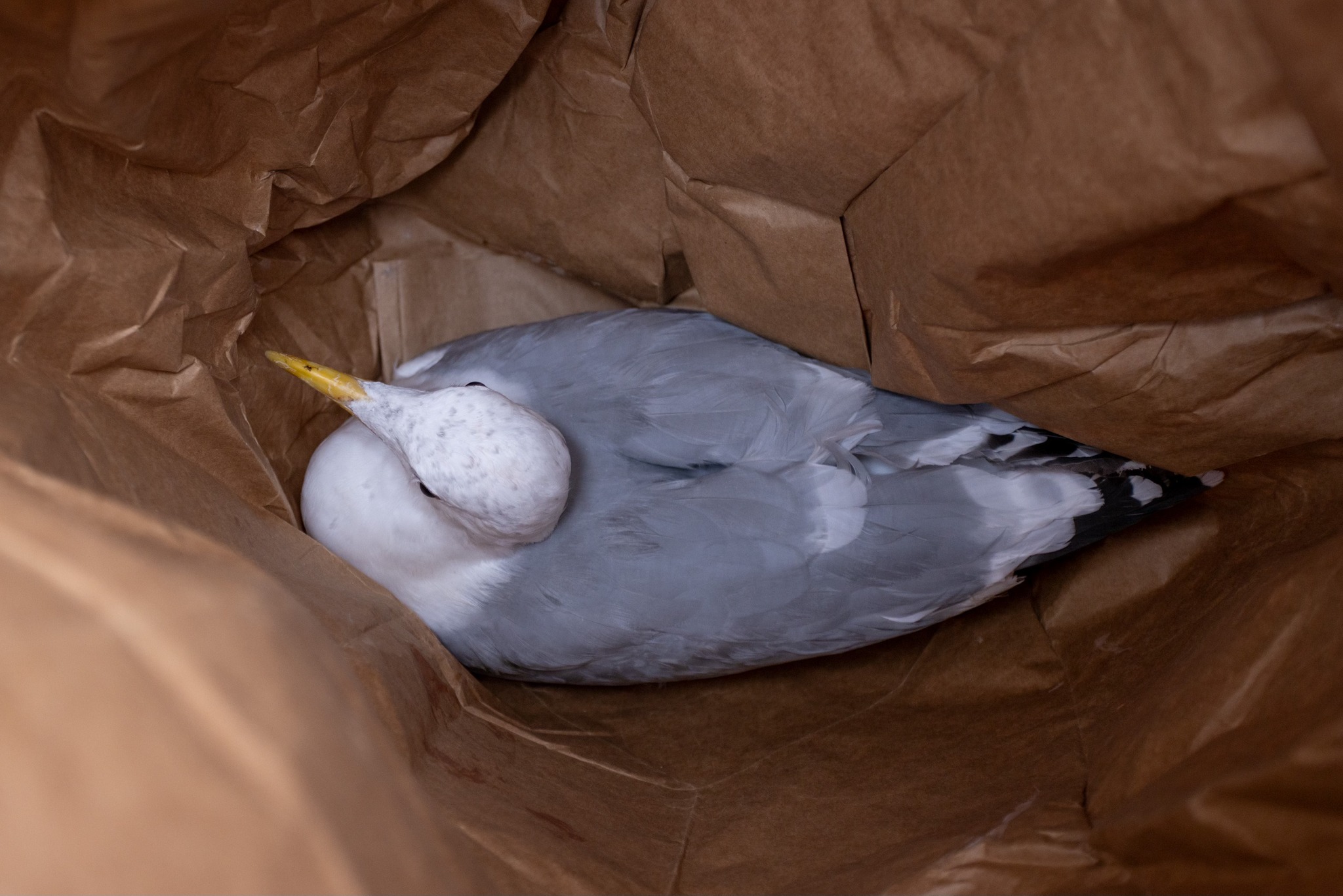 seagull in the bag