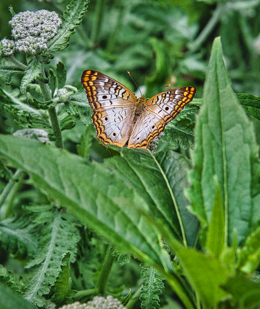 butterfly on plants