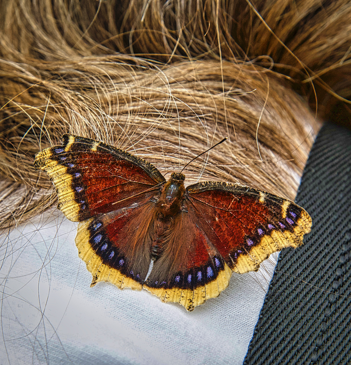 butterfly on person