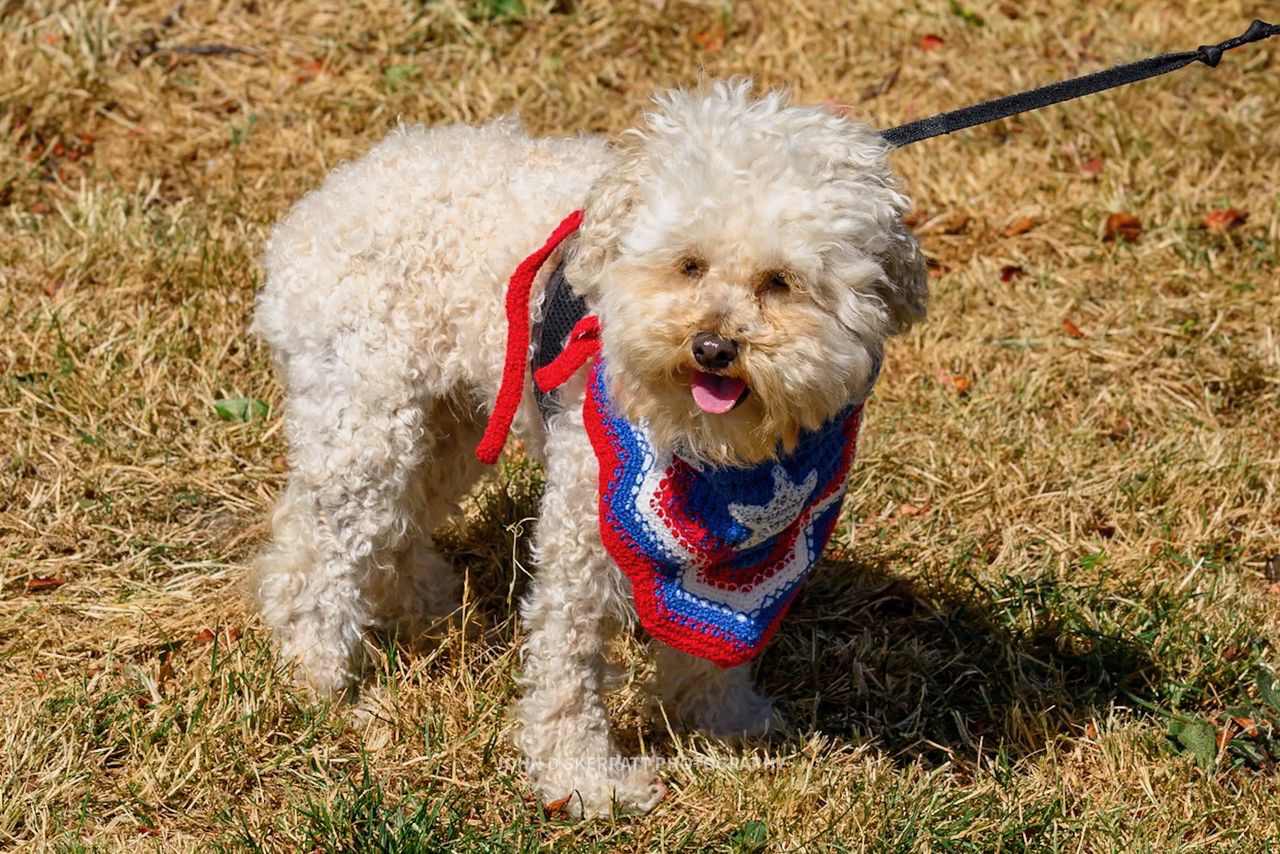 pet with patriotic scarf