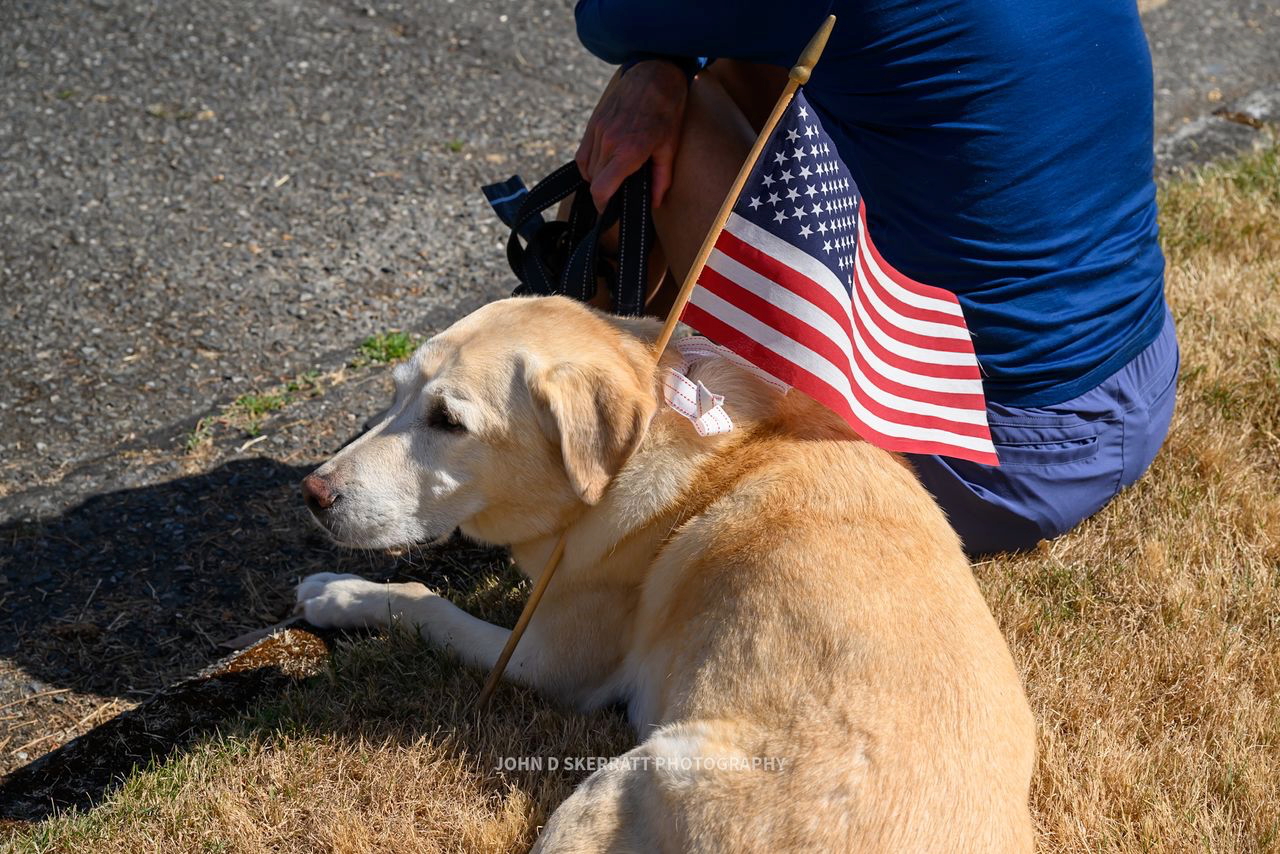 golden lab