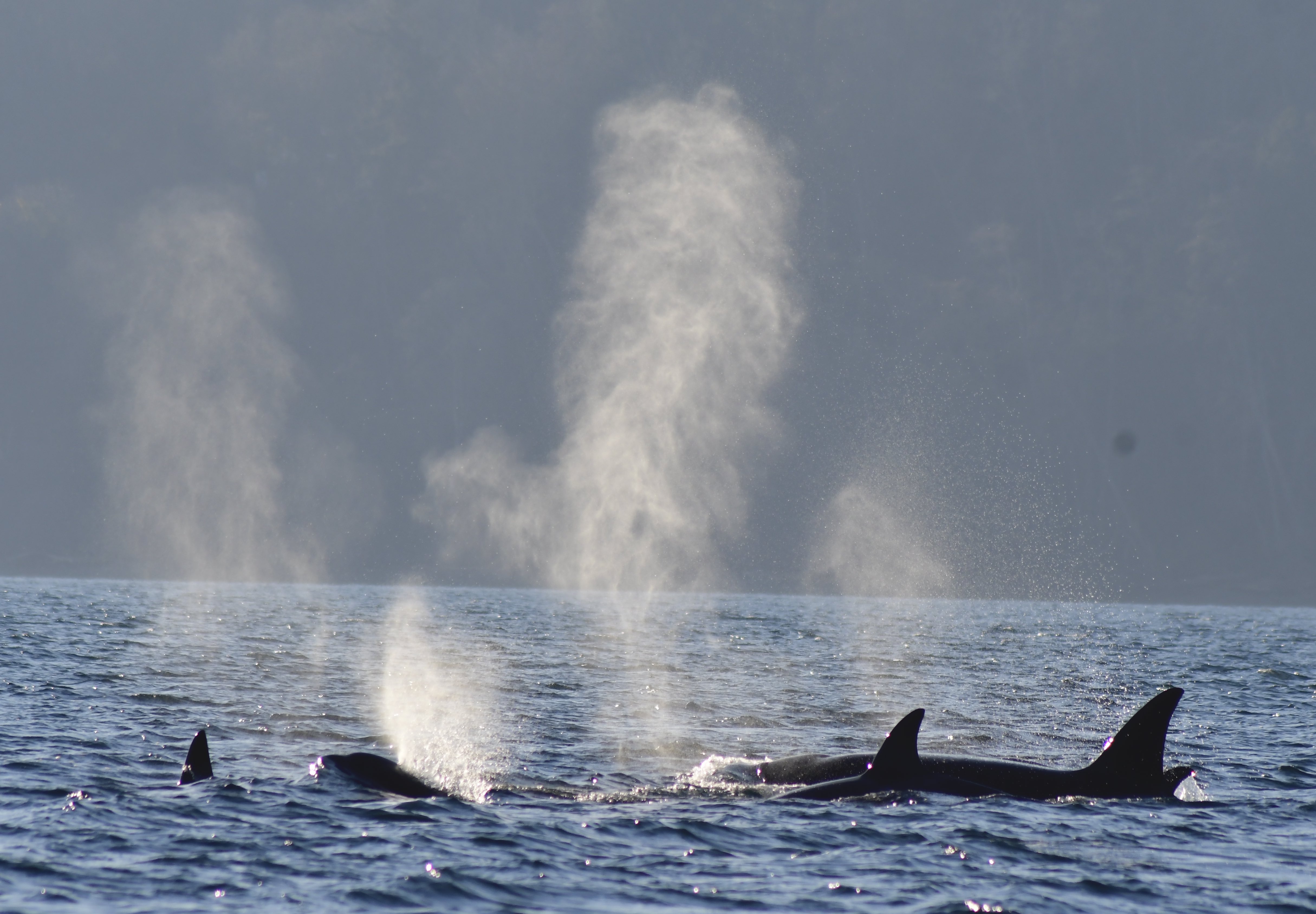 j pod in puget sound