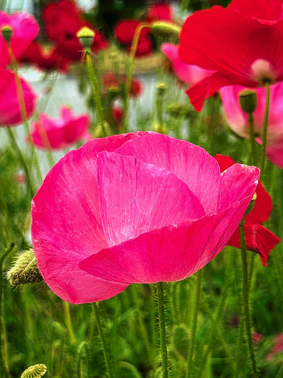 pink poppy