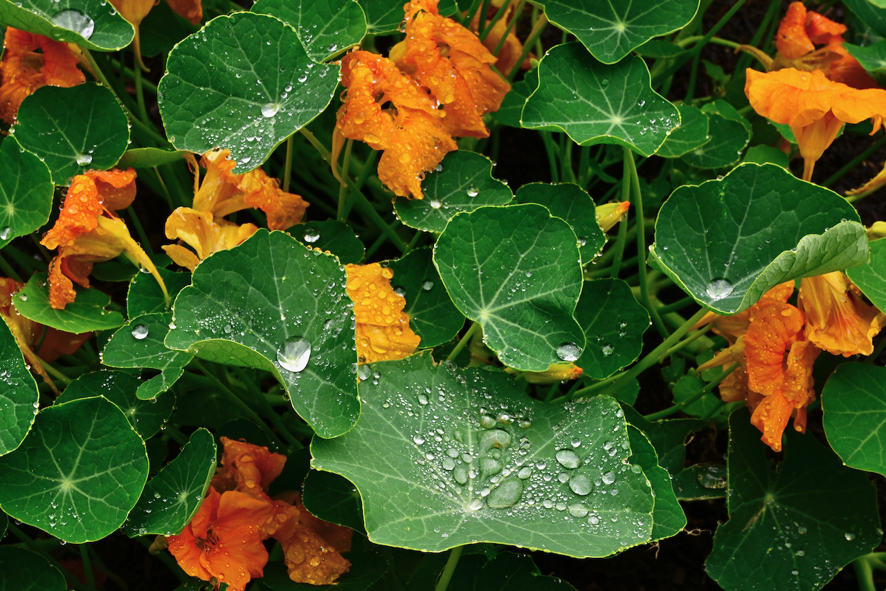 west nasturtium