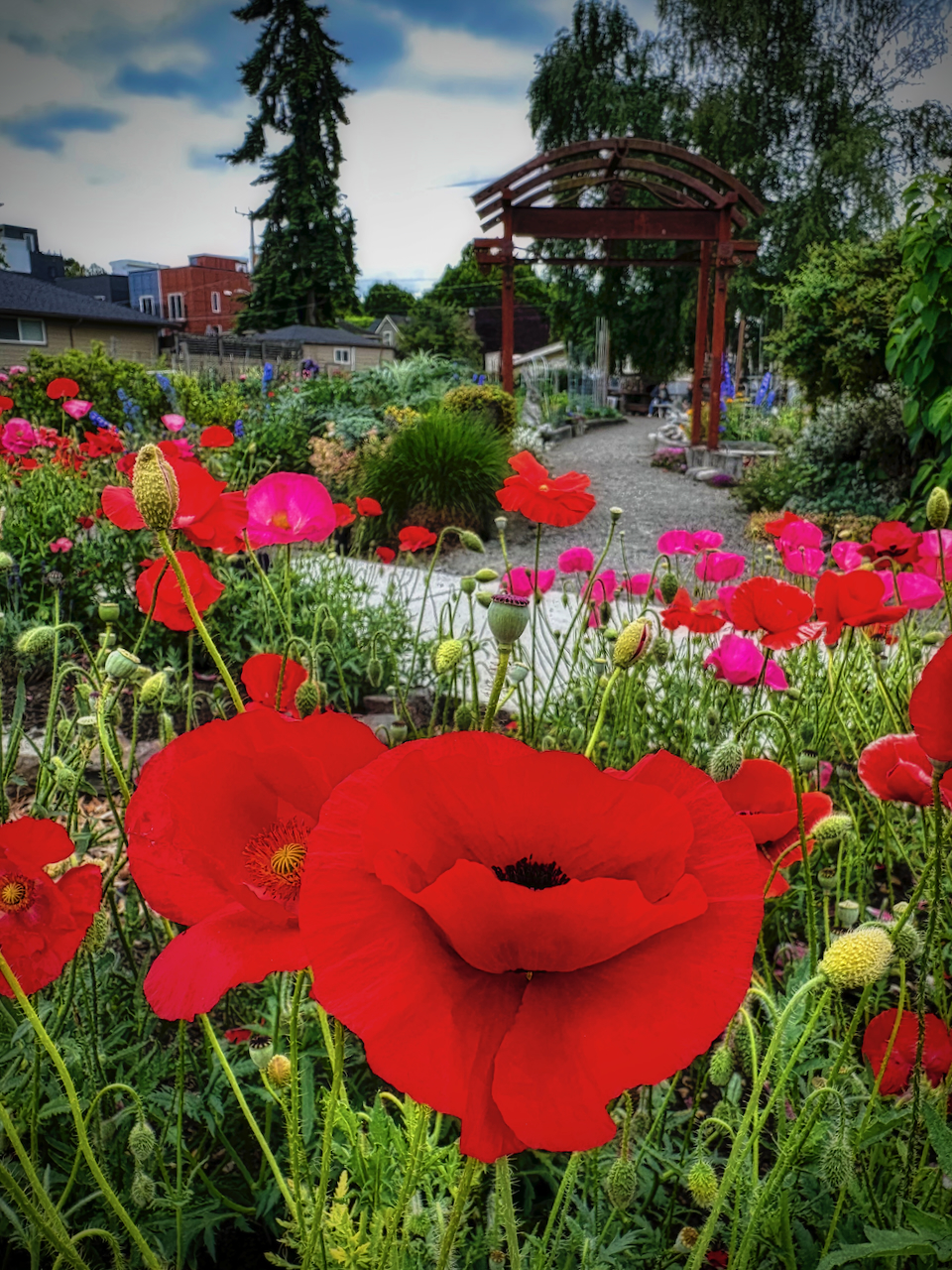 Poppies 