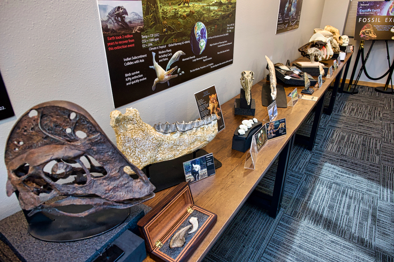fossils on display