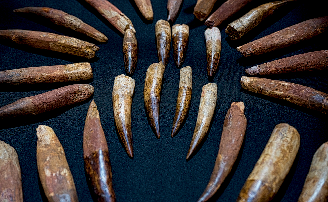 teeth