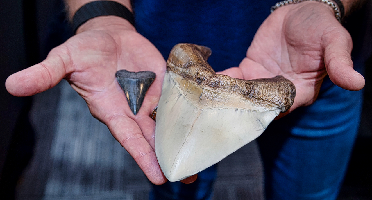 Great White Vs. Megalodon