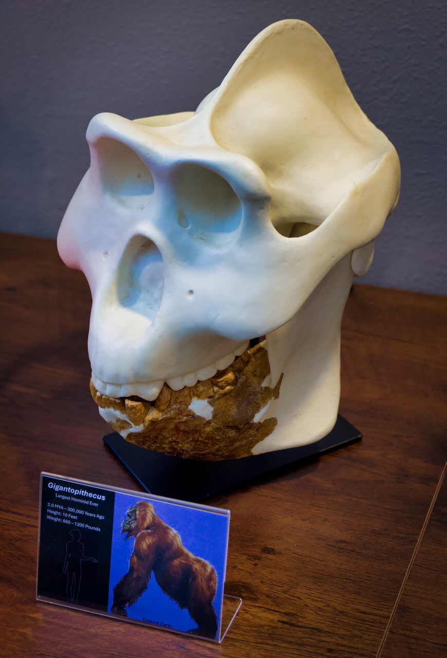 Gigantopithecus