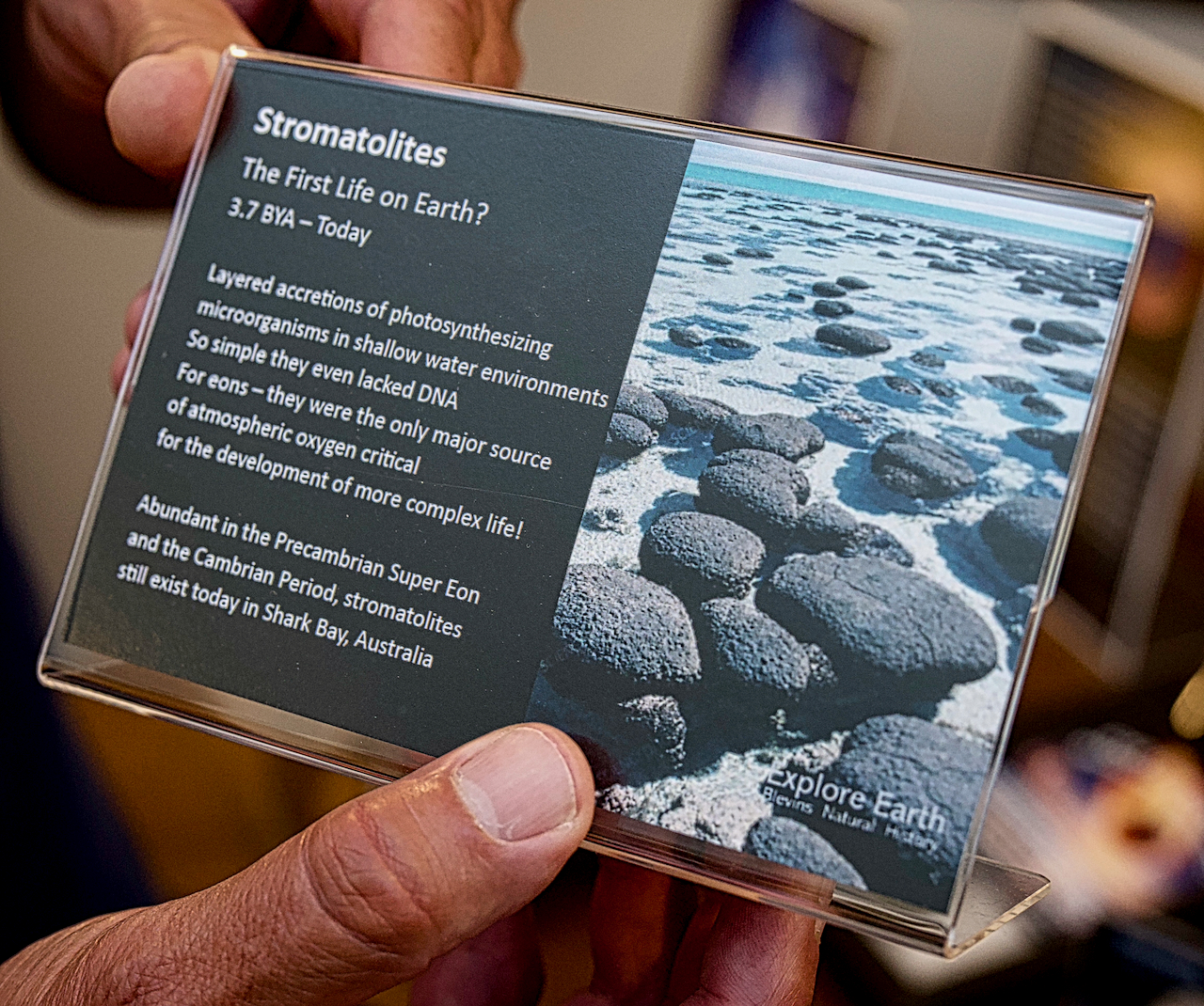 stromatolites