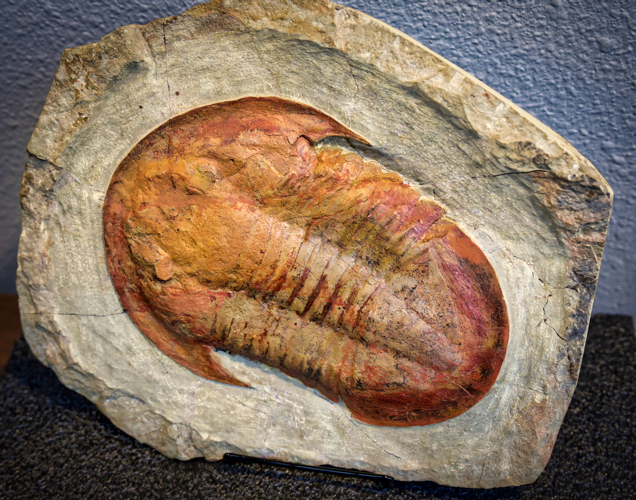 Trilobite