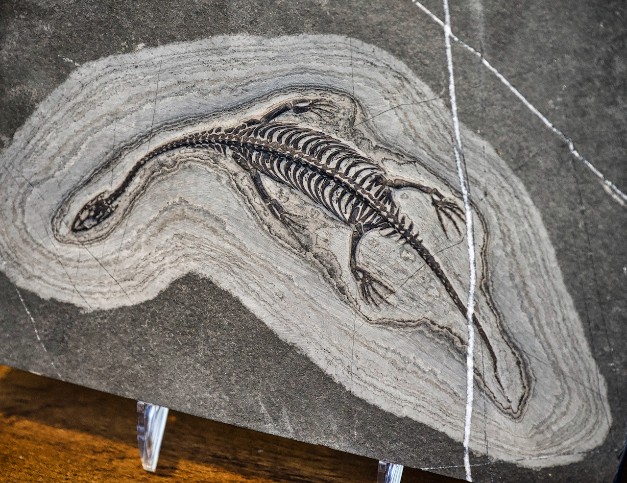 early dinosaur
