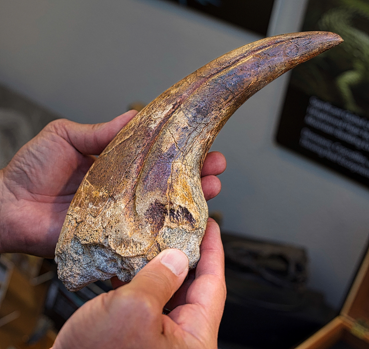 claw bone