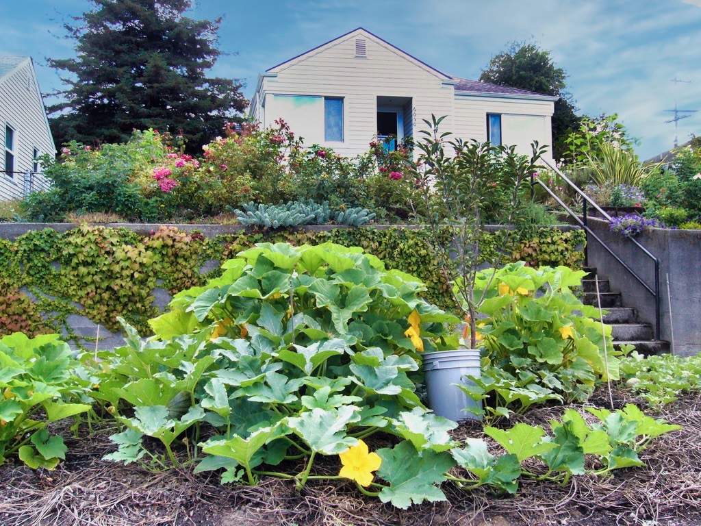 Jennifer Carrasco's home and pumpkin patch
