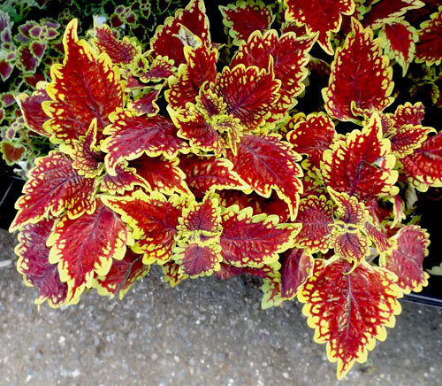 coleus