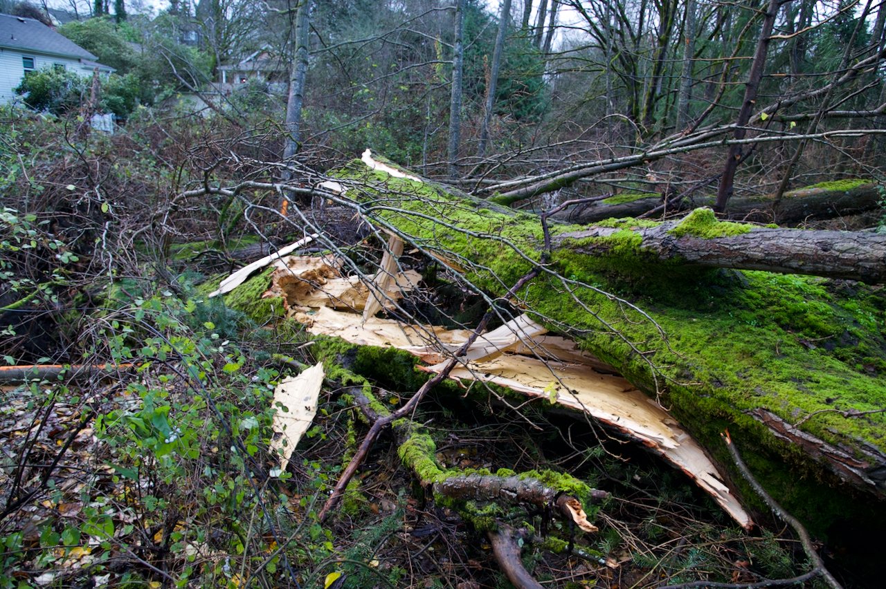 Tree snapped
