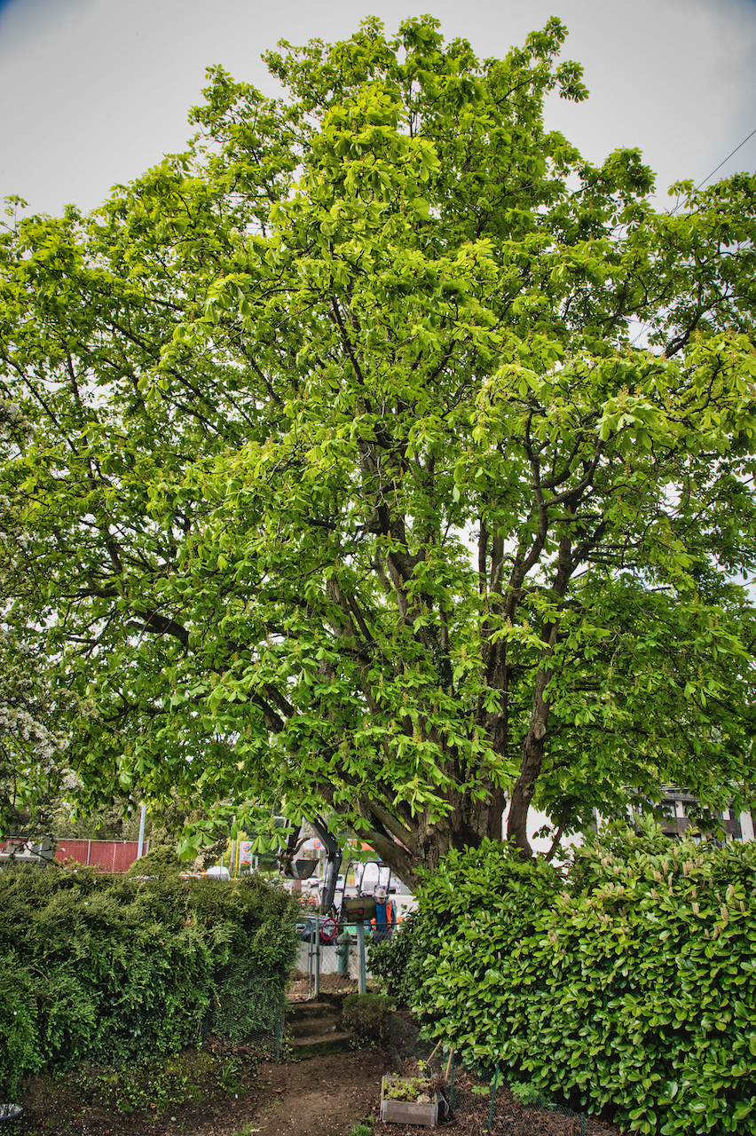 The tree as seen from the yard