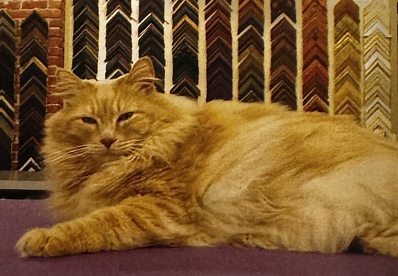 Art the cat