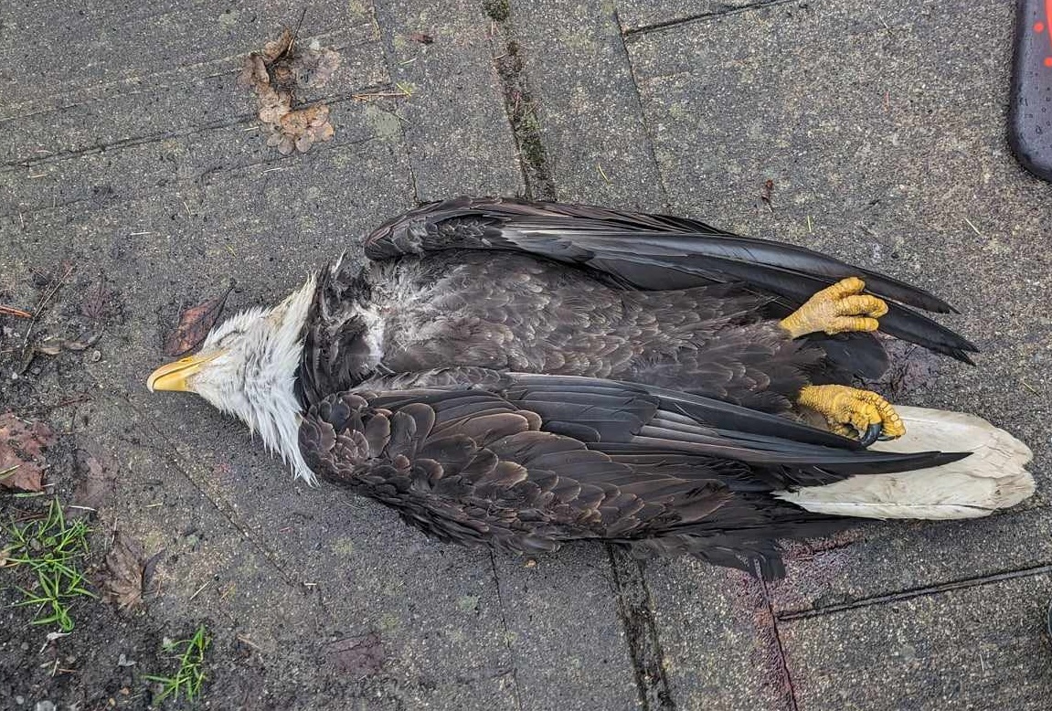 dead eagle