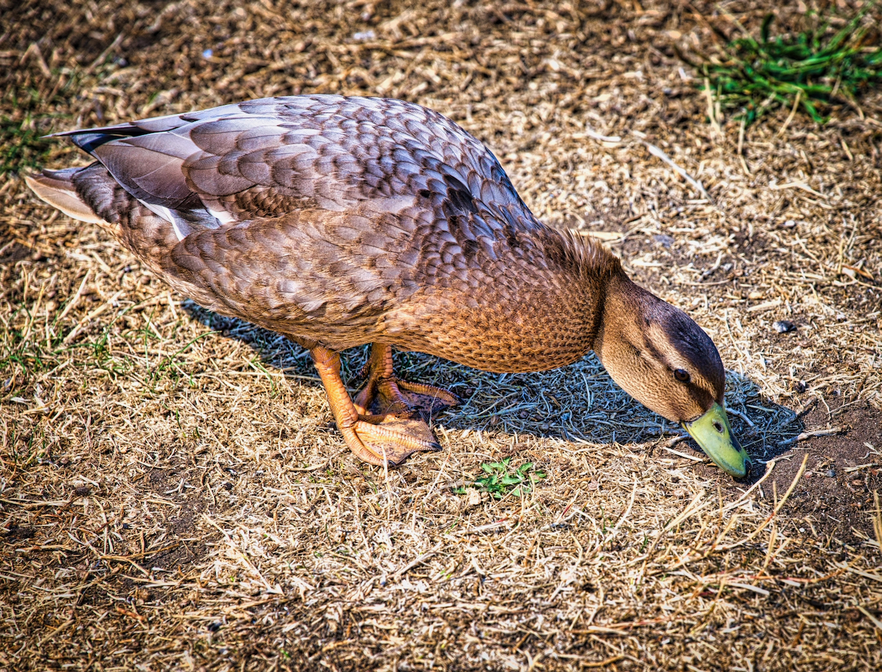 foraging