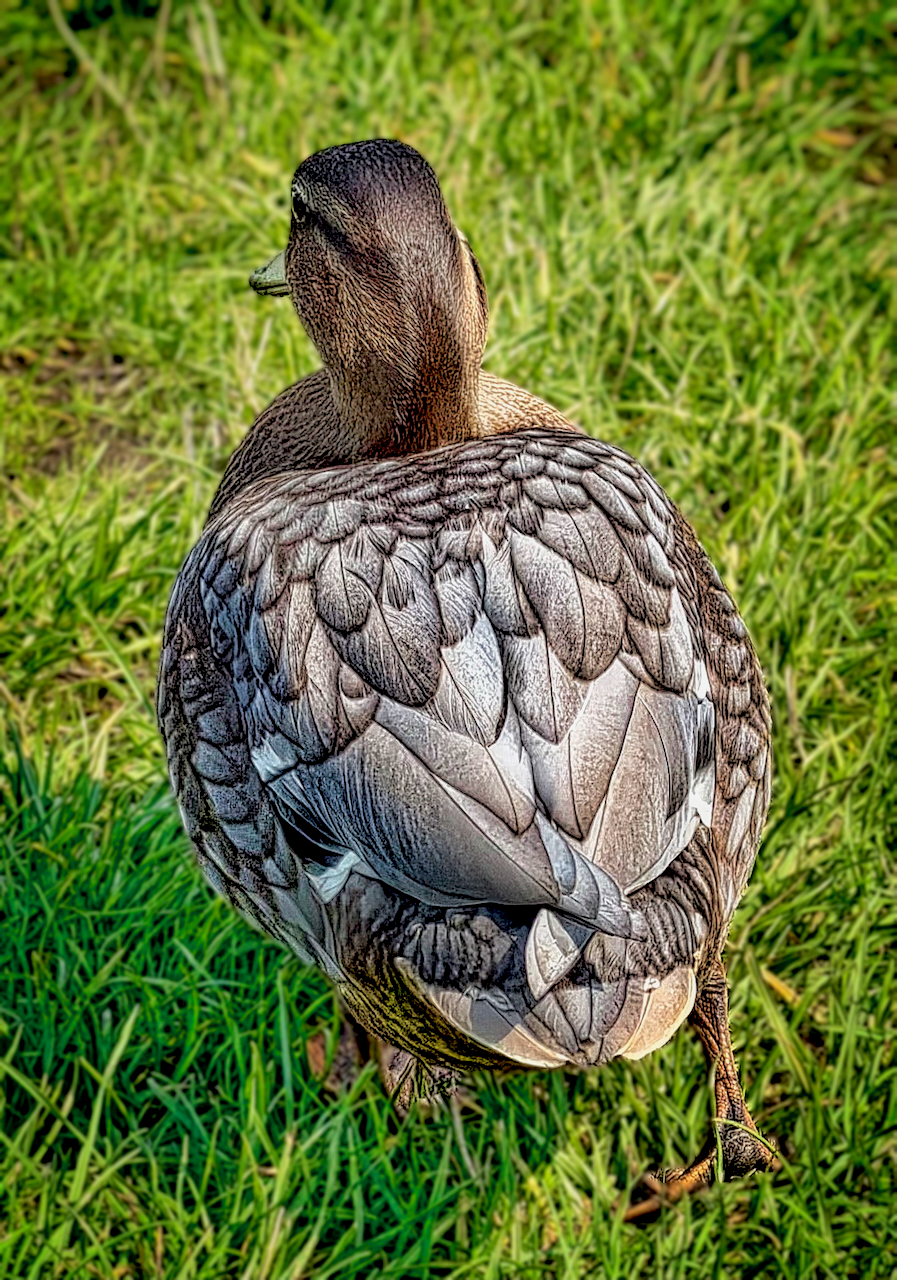 plumage