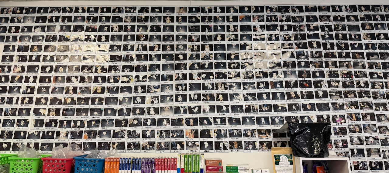 Only a few of the more 10,000 dogs 