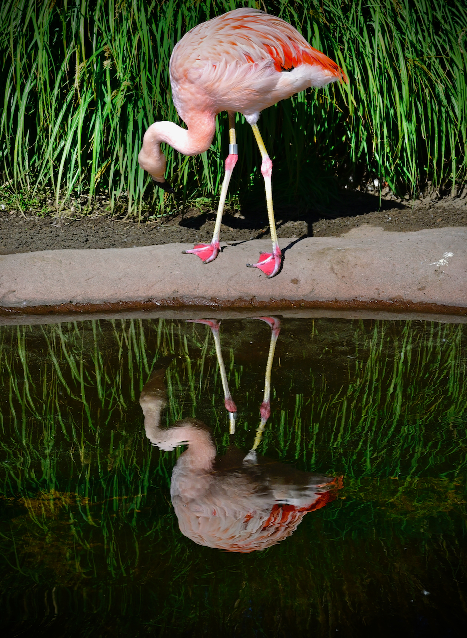 Pink Chilean Flamingo