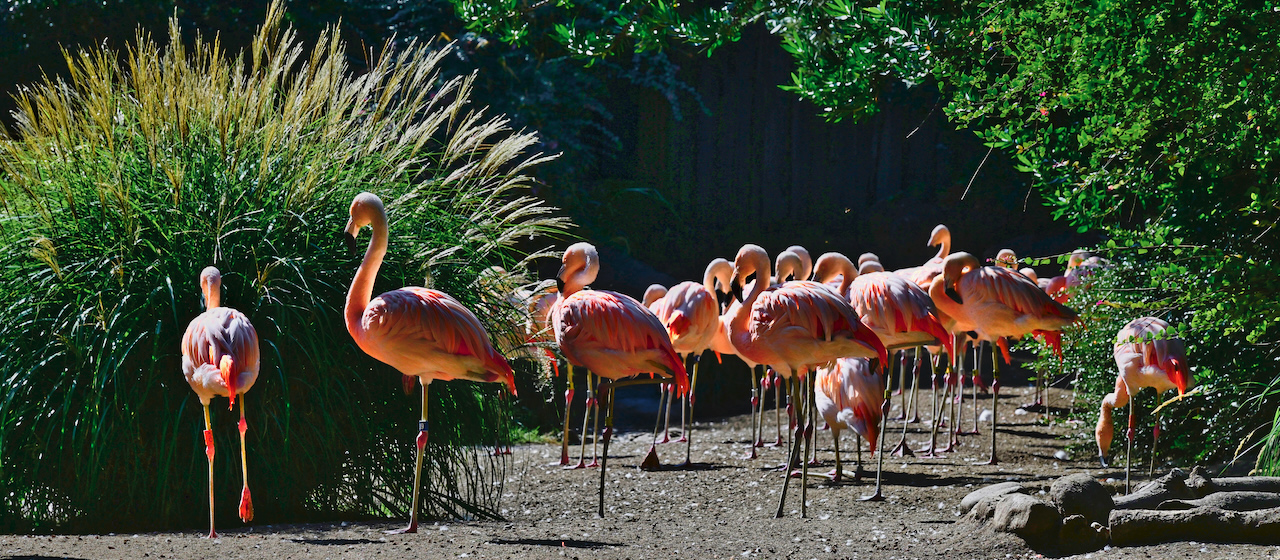 pink flamingoes