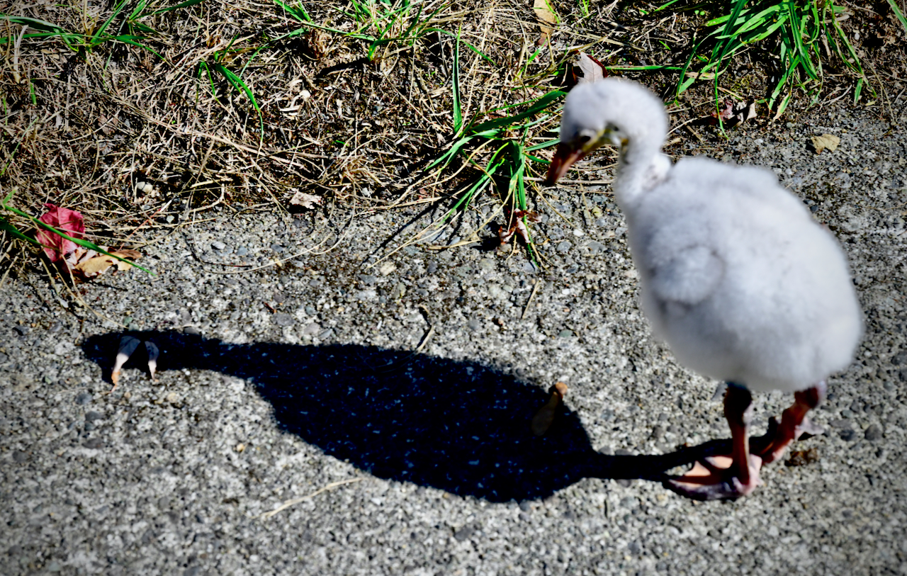 shadow bird