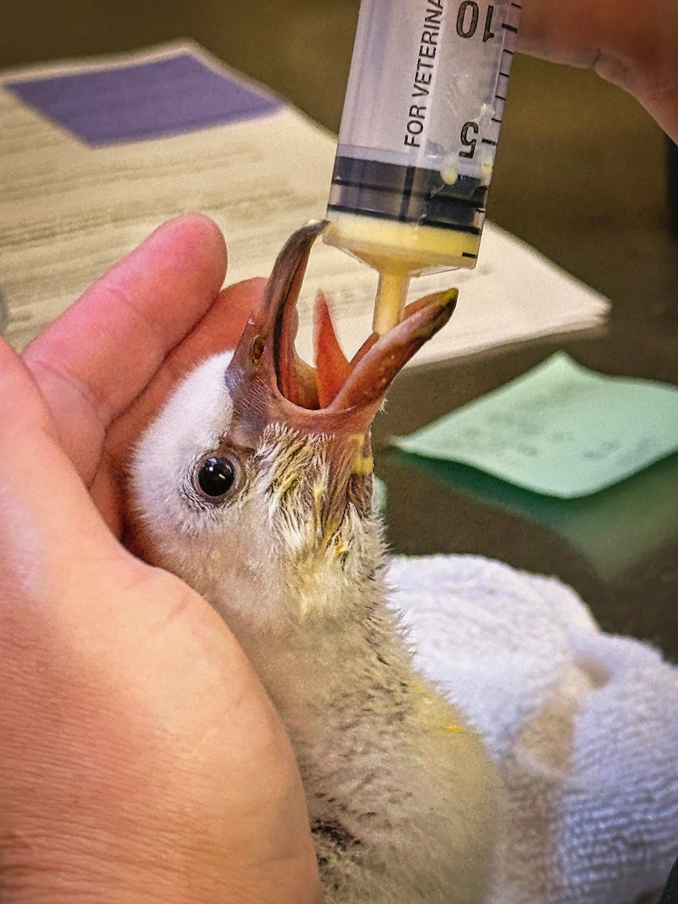 feeding the flamingo