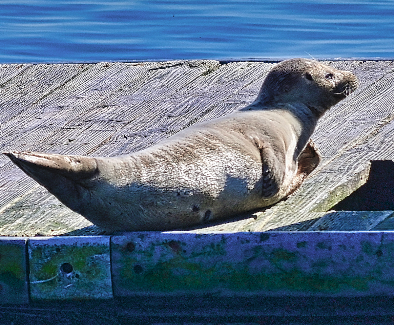 harbor seal