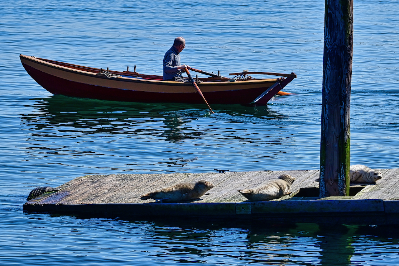 boat going by the seals