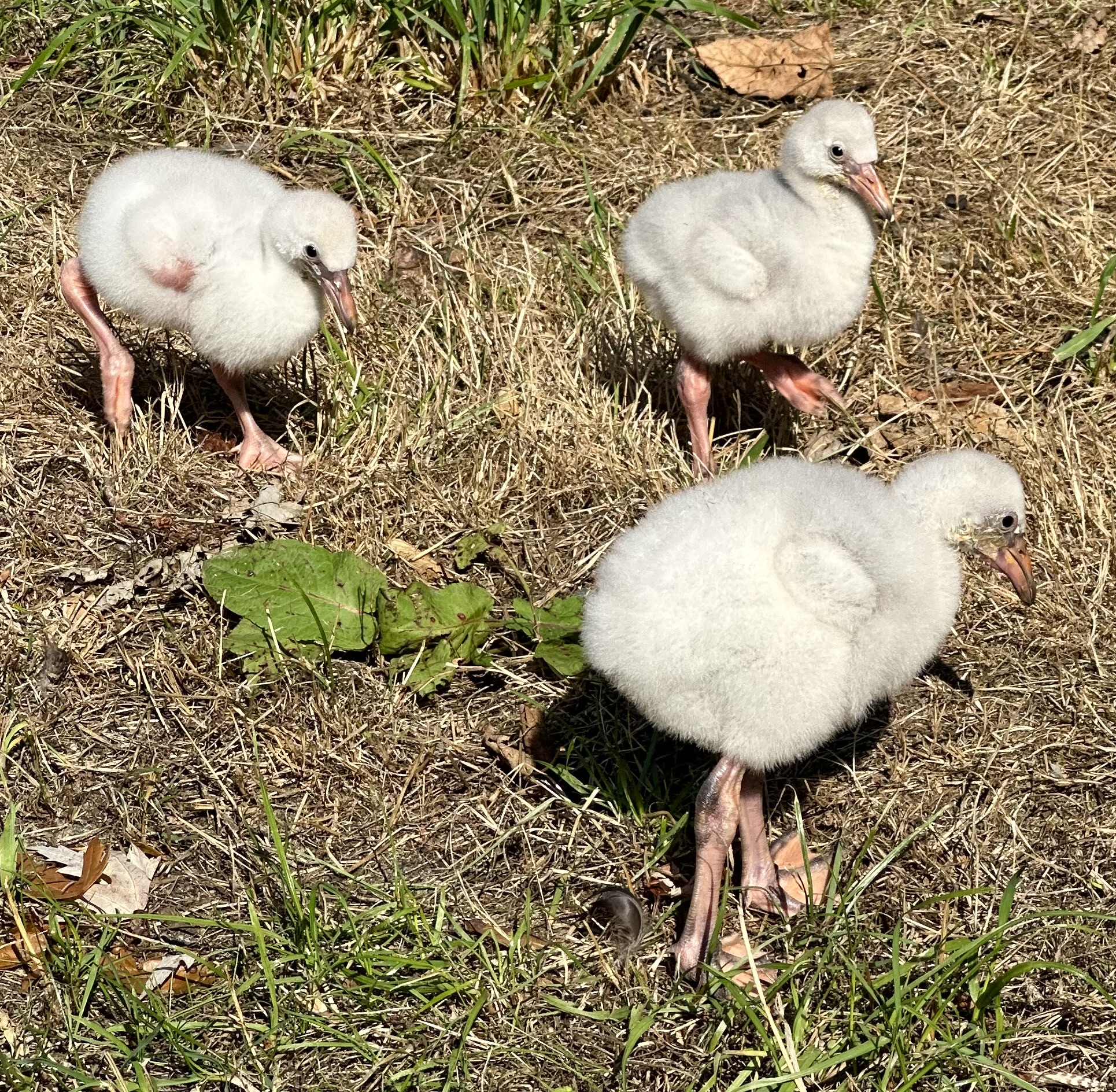 three chicks